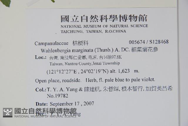 細葉蘭花參藏品圖，第2張