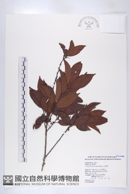 山紅柿藏品圖，第1張