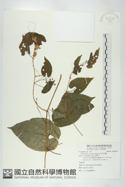 斑花青牛膽藏品圖，第1張