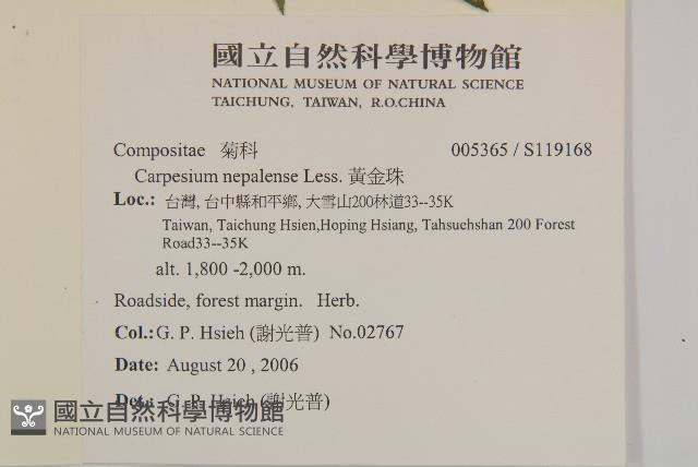 黃金珠藏品圖，第2張