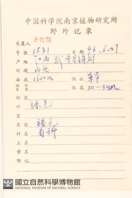 大丁草藏品圖，第2張