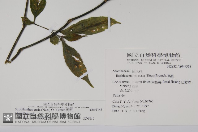 腺萼馬藍藏品圖，第2張
