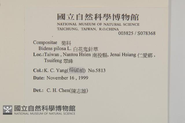 白花鬼針藏品圖，第2張