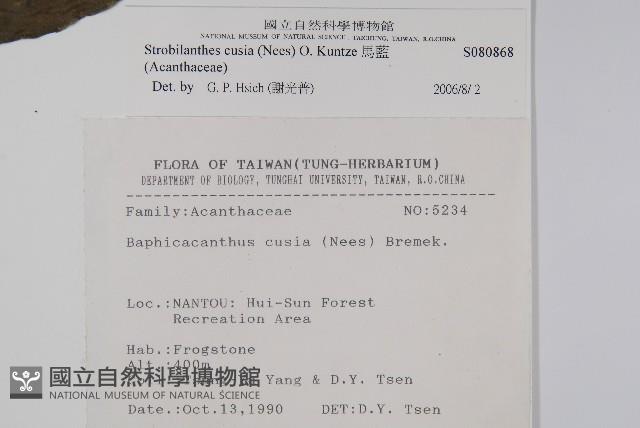 腺萼馬藍藏品圖，第2張