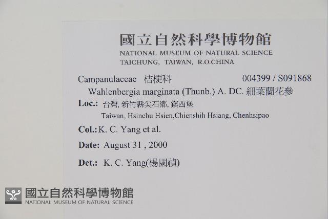 細葉蘭花參藏品圖，第2張