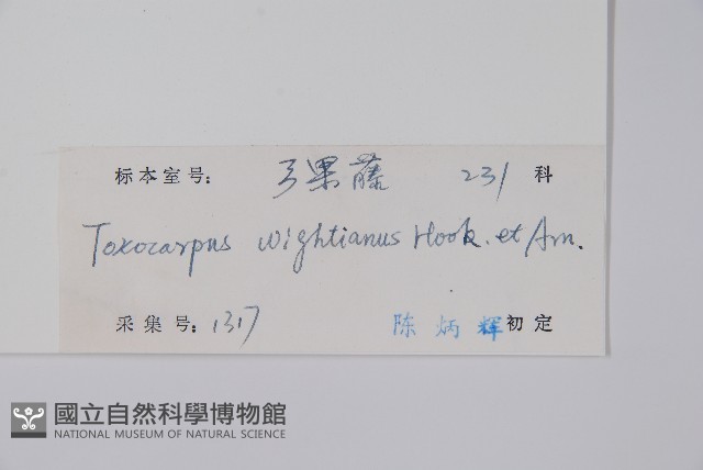 弓果藤藏品圖，第2張