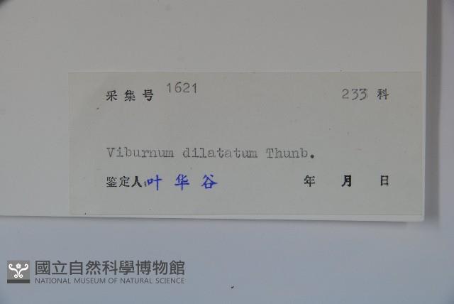 莢迷藏品圖，第2張