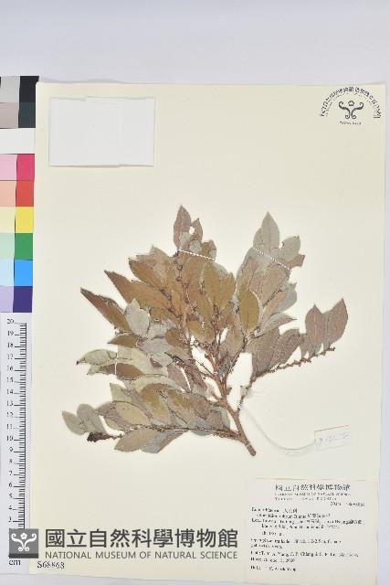 細葉饅頭果藏品圖，第1張