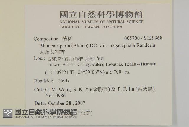 大頭艾納香藏品圖，第2張