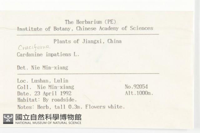 水花菜藏品圖，第2張