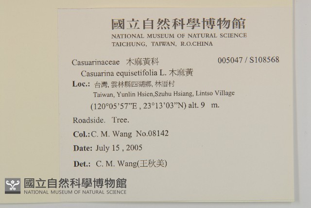 木麻黃藏品圖，第2張