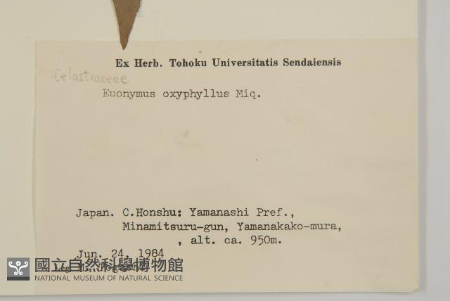 垂絲衛矛藏品圖，第2張