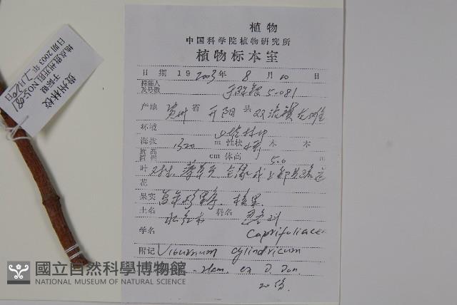 昆明櫻藏品圖，第2張