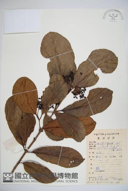 珊瑚樹藏品圖，第1張