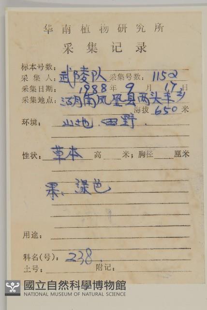 石胡荽、吐金草藏品圖，第2張