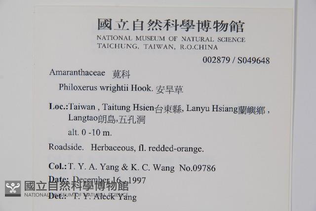 安旱草藏品圖，第5張