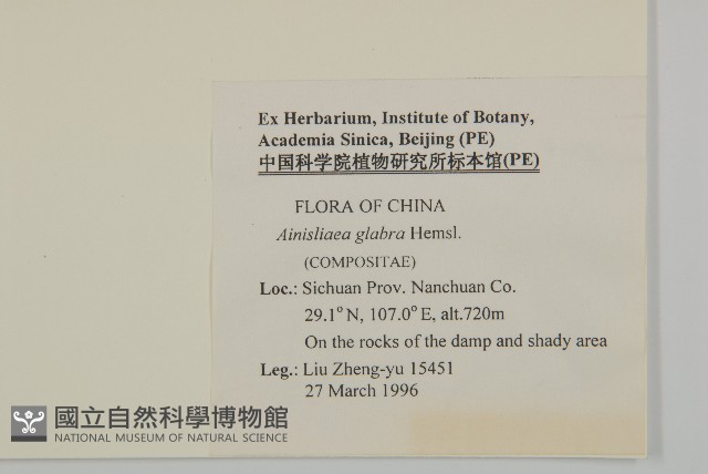 光葉兔兒風藏品圖，第2張