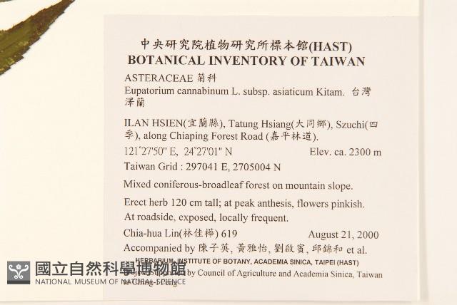 台灣澤蘭藏品圖，第2張