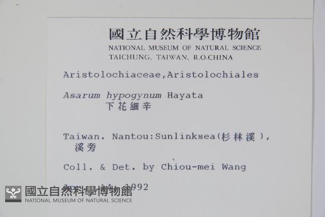 下花細辛藏品圖，第2張