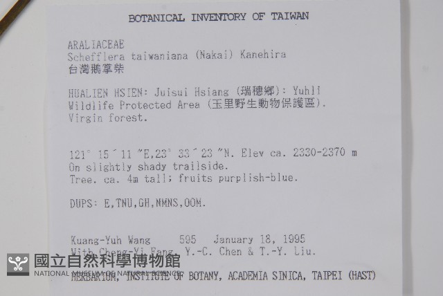 臺灣鵝掌柴藏品圖，第2張