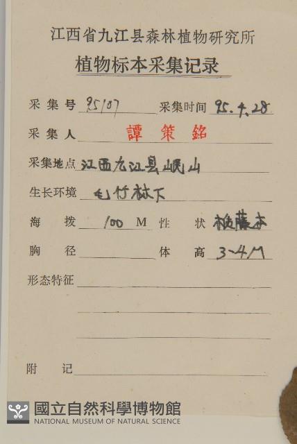 南蛇藤藏品圖，第2張