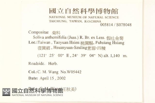 假吐金菊藏品圖，第2張