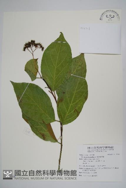 恆春厚殼樹藏品圖，第1張