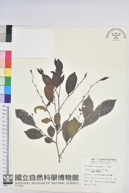 細葉饅頭果藏品圖，第1張