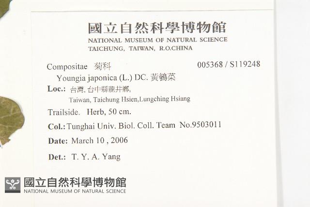 黃鵪菜藏品圖，第2張