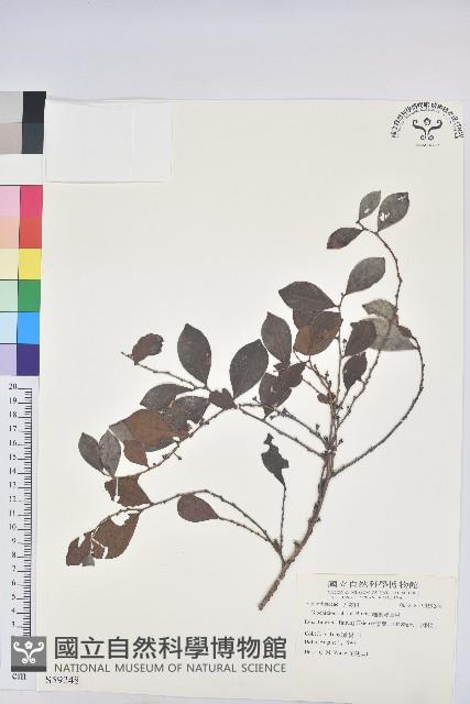 細葉饅頭果藏品圖，第1張