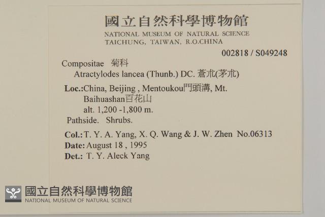 蒼朮、茅朮藏品圖，第2張