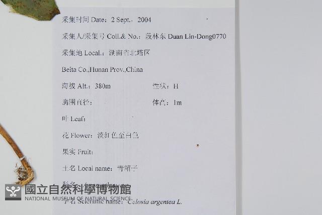 青葙藏品圖，第2張