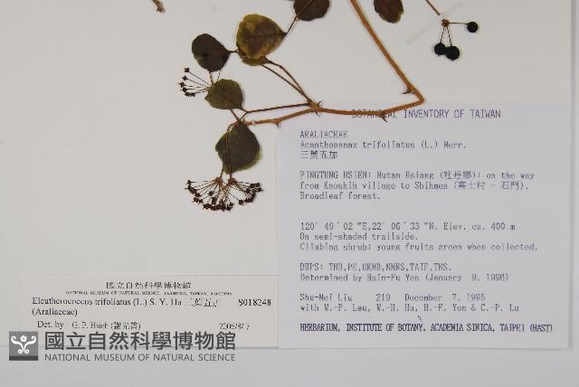 三葉五加藏品圖，第2張