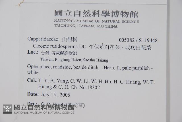 平伏莖白花菜、成功白花菜藏品圖，第2張