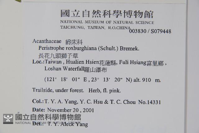 長花九頭獅子草、山藍藏品圖，第2張