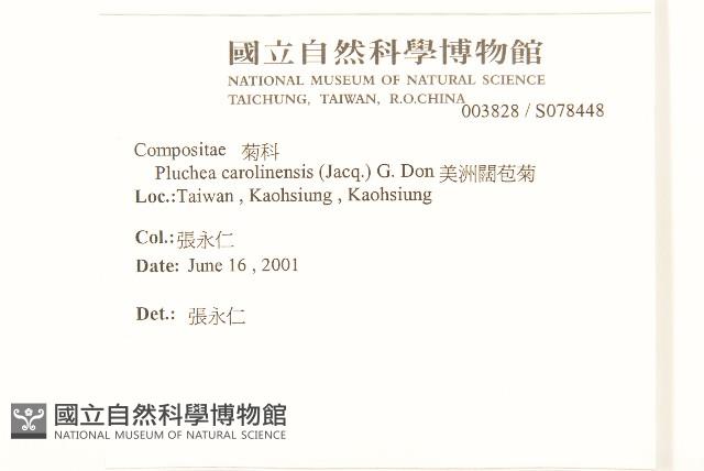 美洲闊苞菊藏品圖，第2張