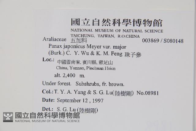 珠子參藏品圖，第2張