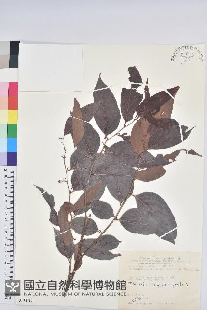 披針葉饅頭果藏品圖，第1張