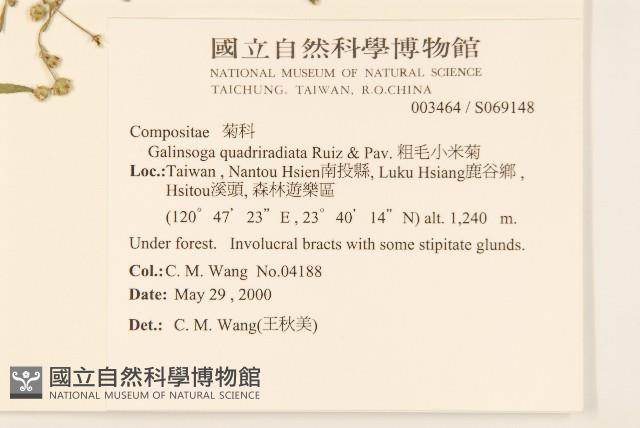 粗毛小米菊藏品圖，第2張