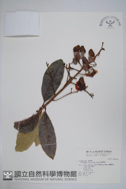 鈍葉大果漆, 小葉大果漆藏品圖，第1張