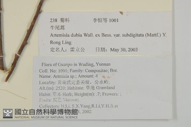 牛尾蒿藏品圖，第2張