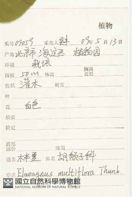 木半夏藏品圖，第2張