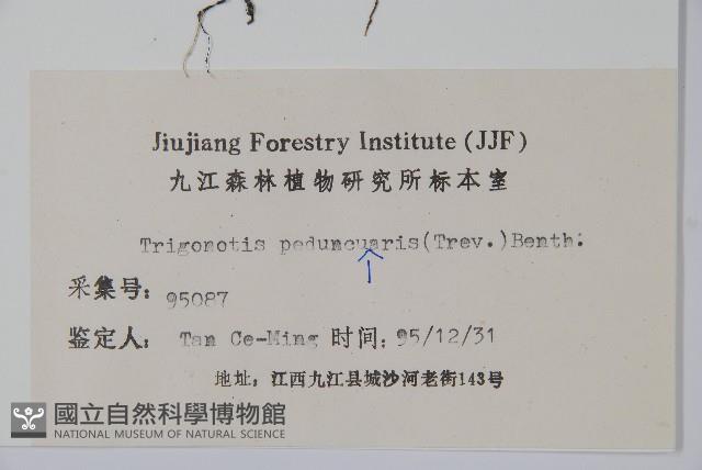 附地菜藏品圖，第2張