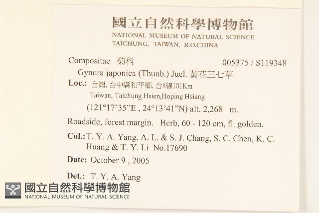 黃花三七草藏品圖，第5張