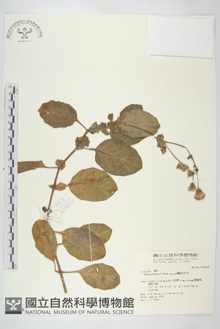 蘭嶼木耳菜藏品圖，第1張