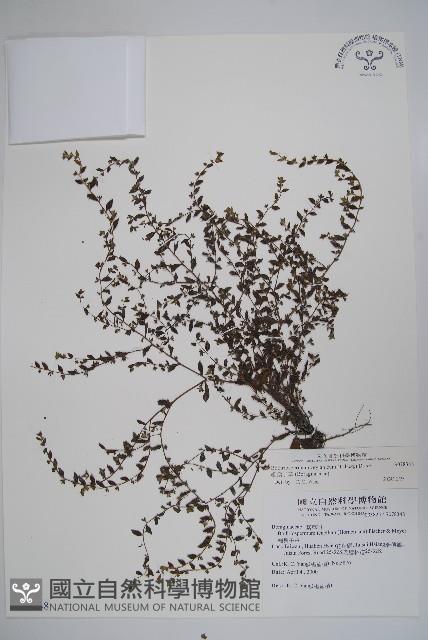 細纍子草藏品圖，第1張