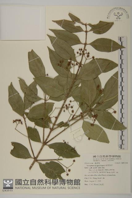 刺果衛矛藏品圖，第1張