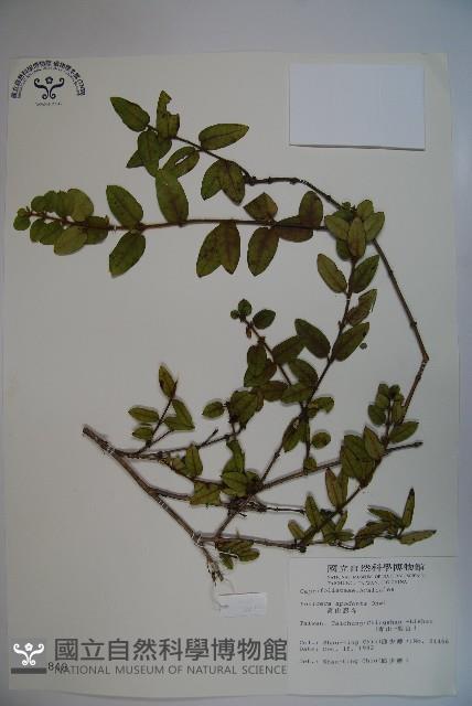 無梗忍冬藏品圖，第1張