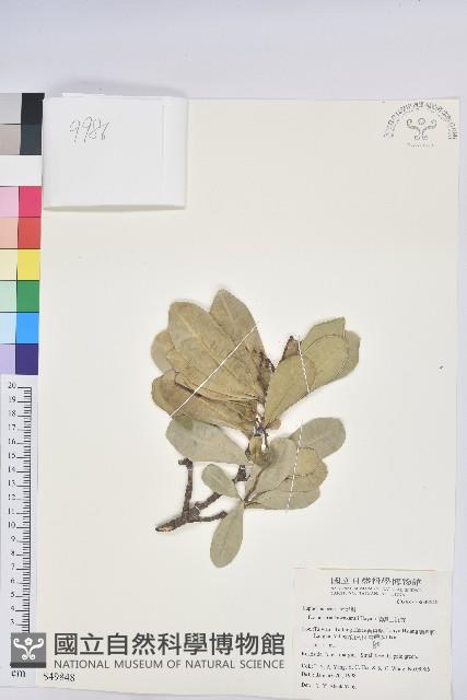 蘭嶼土沉香藏品圖，第1張