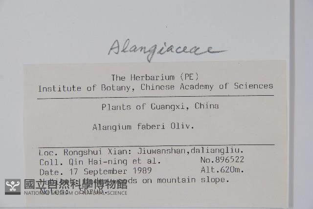 小花八角楓藏品圖，第2張